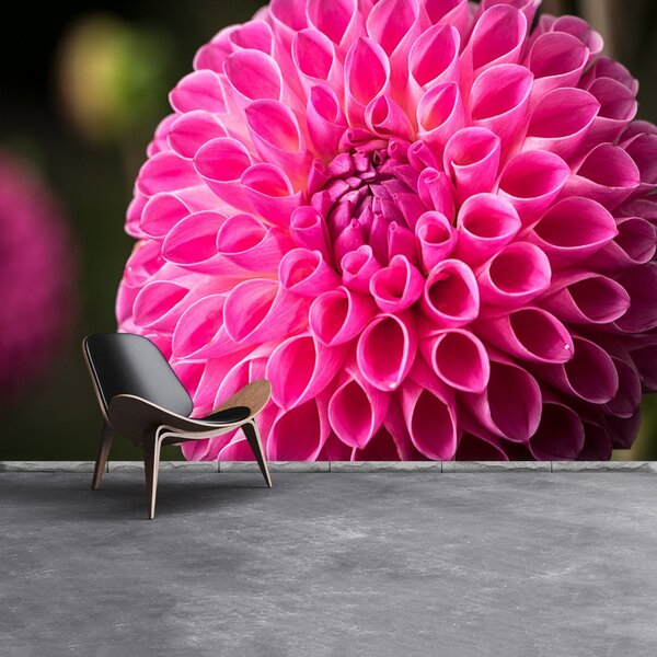 Fototapeta Vliesová Dahlia pink 104x70 cm