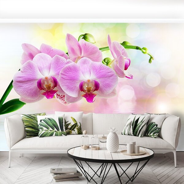 Fototapeta Vliesová Orchidea ruže 104x70 cm