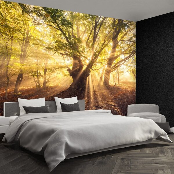 Fototapeta Vliesová Starý strom 104x70 cm