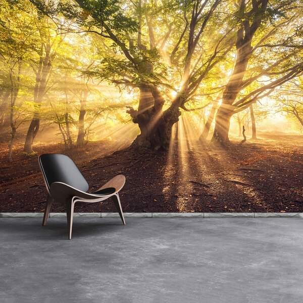 Fototapeta Vliesová Starý strom 104x70 cm