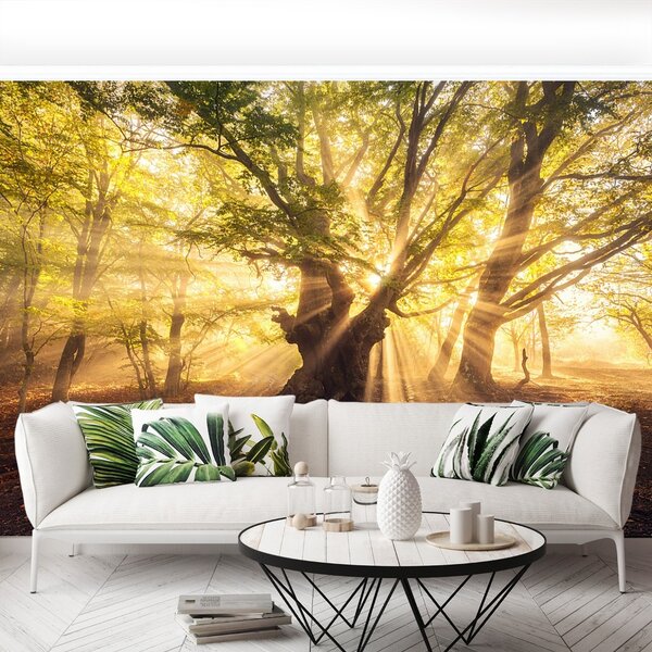 Fototapeta Vliesová Starý strom 104x70 cm