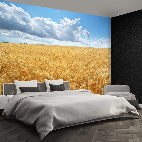 Fototapeta Vliesová Pšeničné polia 104x70 cm