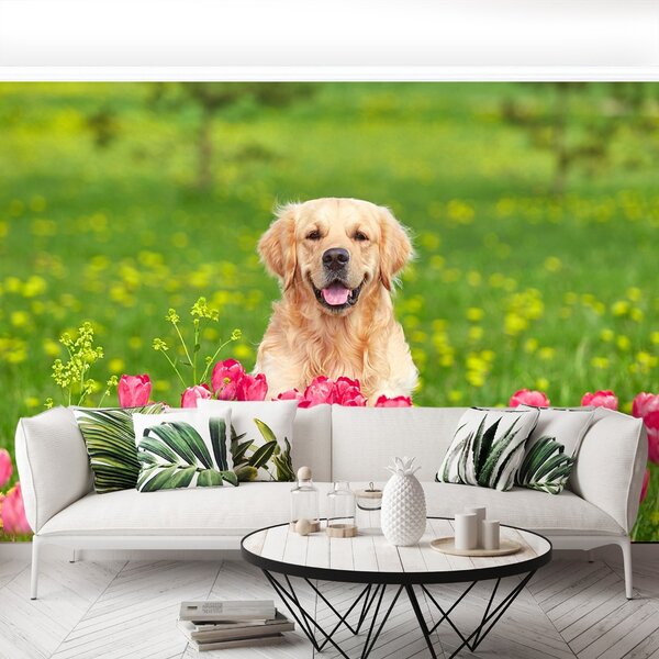 Fototapeta Vliesová Psie tulipány 104x70 cm