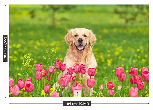 Fototapeta Vliesová Psie tulipány 104x70 cm