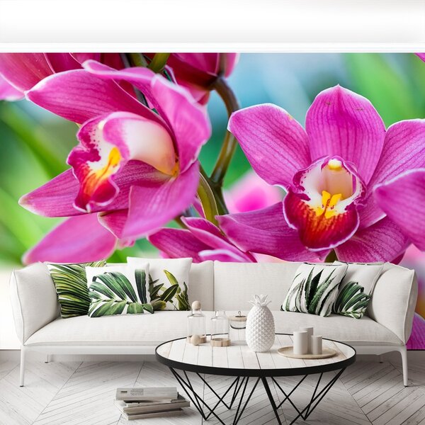 Fototapeta Vliesová Ružové orchidey 104x70 cm