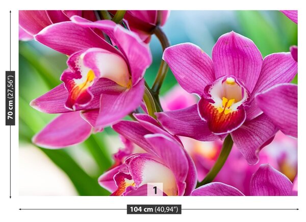Fototapeta Vliesová Ružové orchidey 104x70 cm