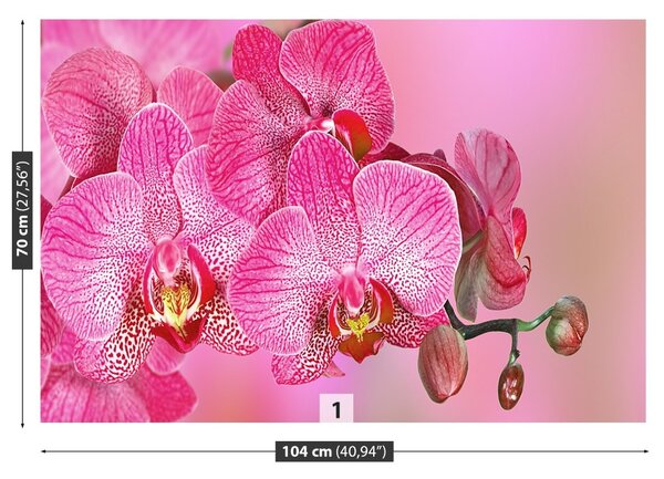 Fototapeta Vliesová Ružová orchidea 104x70 cm