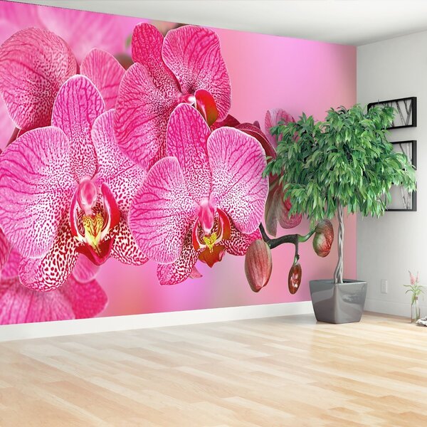 Fototapeta Vliesová Ružová orchidea 104x70 cm