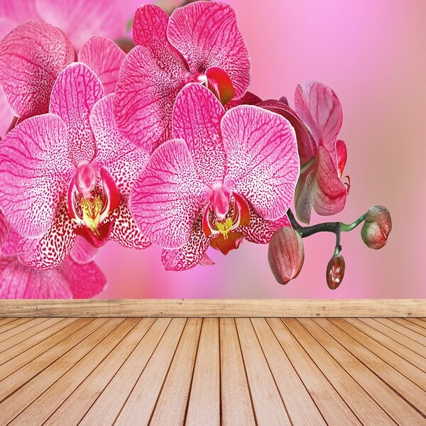 Fototapeta Vliesová Ružová orchidea 104x70 cm