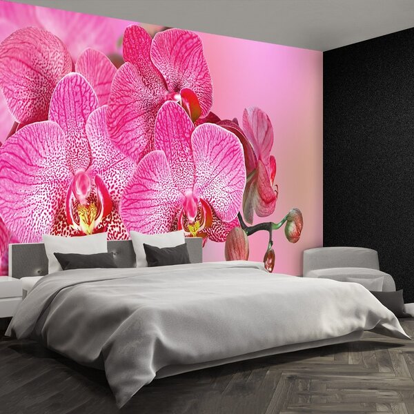 Fototapeta Vliesová Ružová orchidea 104x70 cm