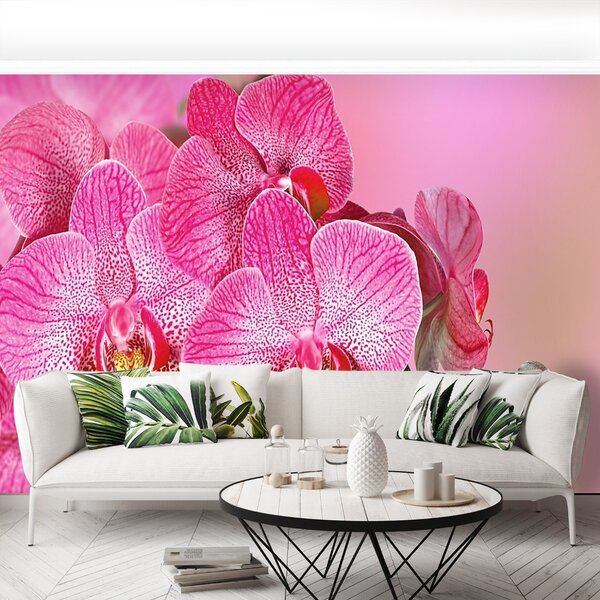 Fototapeta Vliesová Ružová orchidea 104x70 cm