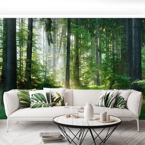 Fototapeta Vliesová Smreky 104x70 cm