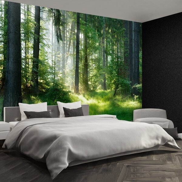 Fototapeta Vliesová Smreky 104x70 cm