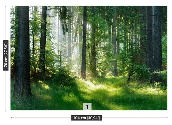 Fototapeta Vliesová Smreky 104x70 cm