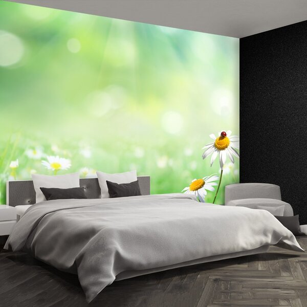 Fototapeta Vliesová Zelený harmanček 104x70 cm