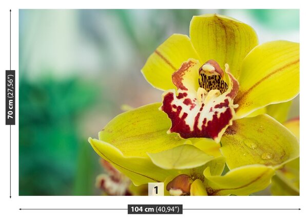 Fototapeta Vliesová Žltá orchidea 104x70 cm
