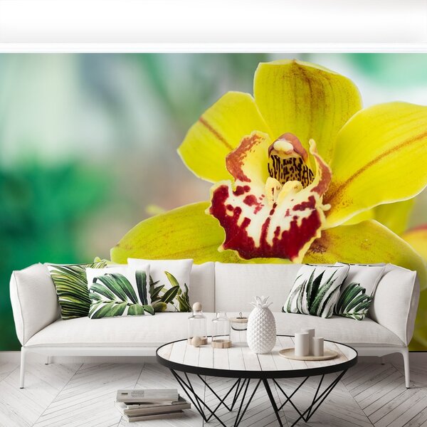 Fototapeta Vliesová Žltá orchidea 104x70 cm