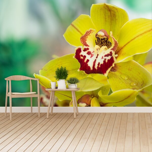 Fototapeta Vliesová Žltá orchidea 104x70 cm