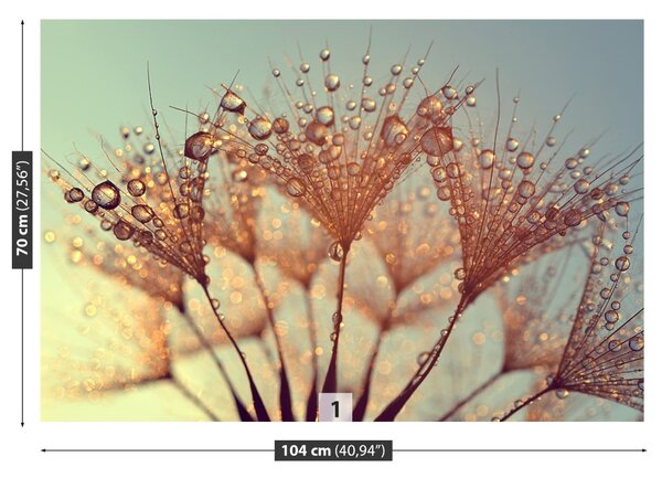 Fototapeta Vliesová Rosa púpava 104x70 cm