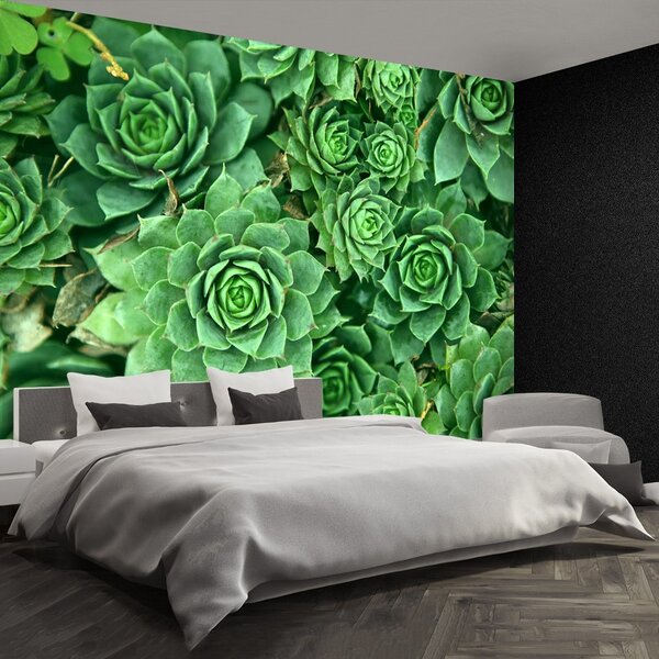 Fototapeta Vliesová Zelený rozchodník 104x70 cm