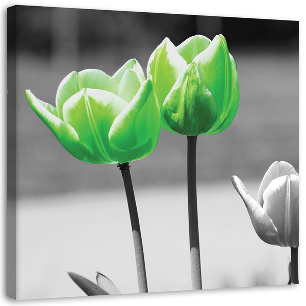 Obraz na plátne Zelené tulipány v sivej farbe Rozmery: 30 x 30 cm