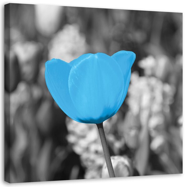 Obraz na plátne Modrý tulipán Rozmery: 30 x 30 cm