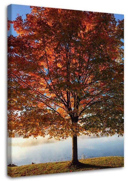 Obraz na plátne Jesenný strom Rozmery: 40 x 60 cm