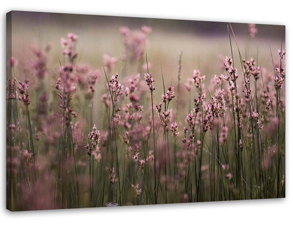 Obraz na plátne Ružové poľné kvety Rozmery: 60 x 40 cm