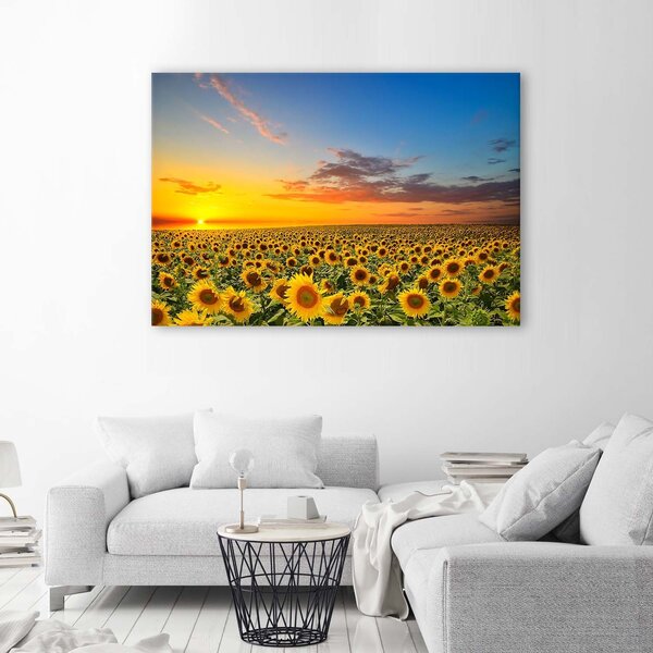 Obraz na plátne Lúka slnečnice pri západe slnka Rozmery: 60 x 40 cm