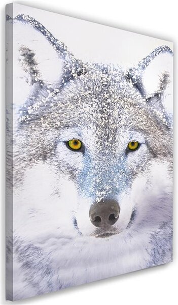 Obraz na plátne Biely vlk na snehu Rozmery: 40 x 60 cm