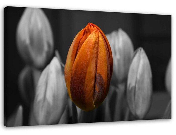 Obraz na plátne Oranžový tulipán Rozmery: 60 x 40 cm