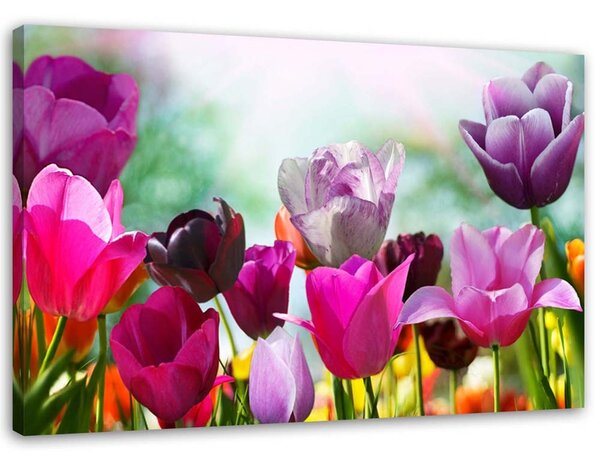 Obraz na plátne Farebné tulipány na lúke Rozmery: 60 x 40 cm
