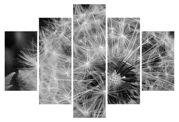 Obraz - páperie púpav (150x105 cm)