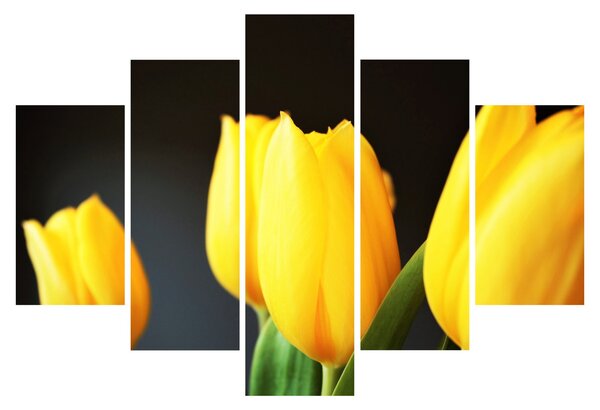 Obraz tulipánov (150x105 cm)