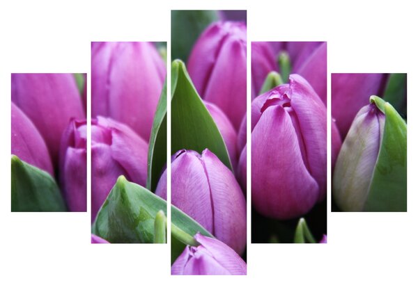 Obraz - kvety tulipánov (150x105 cm)