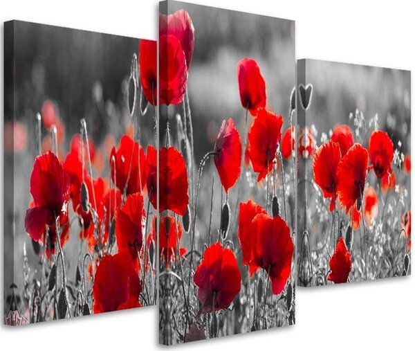 Obraz na plátne Červené maky na čiernobielej lúke - 3 dielny Rozmery: 60 x 40 cm