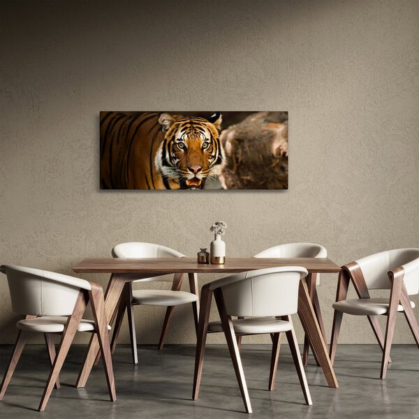 Obraz tigra (120x50 cm)