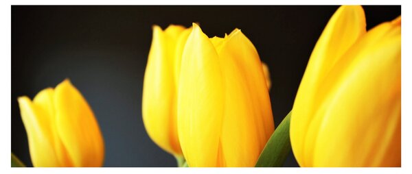 Obraz tulipánov (120x50 cm)