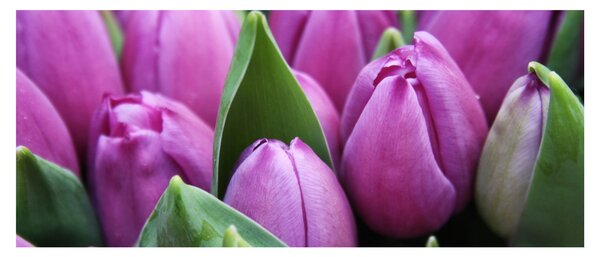 Obraz - kvety tulipánov (120x50 cm)