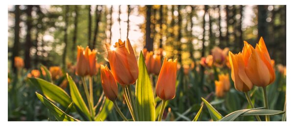 Obraz - kvety tulipánov (120x50 cm)