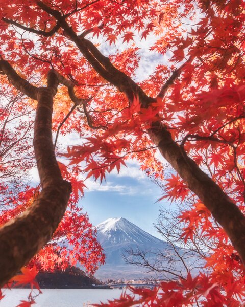 Umelecká fotografie Mt.fuji is in the autumn leaves, Makiko Samejima, (30 x 40 cm)
