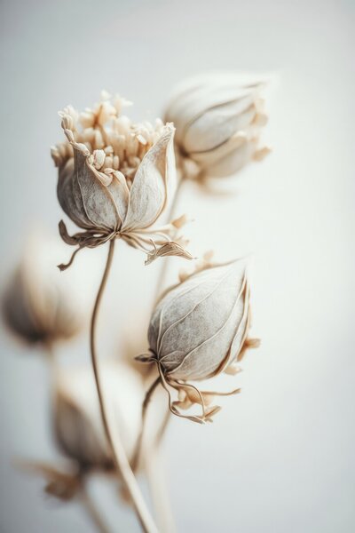 Umelecká fotografie Beige Felt Flowers, Treechild, (26.7 x 40 cm)
