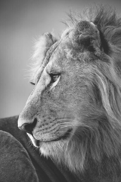 Umelecká fotografie Mono close-up of male lion looking left, nicholas_dale, (26.7 x 40 cm)