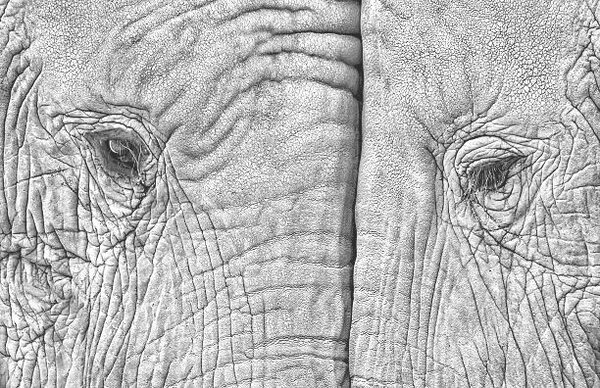 Umelecká fotografie Close-up of two elephants standing face to face, juanluis_duran, (40 x 26.7 cm)
