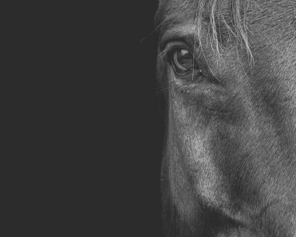 Umelecká fotografie Horse, Horse & Hound Fine Art Photography, (40 x 30 cm)