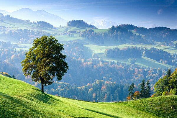 Fotografia Switzerland, Bernese Oberland, tree on hillside, Travelpix Ltd, (40 x 26.7 cm)