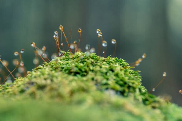 Fotografia Moss sporangia with morning dew (close-up), LITTLE DINOSAUR, (40 x 26.7 cm)