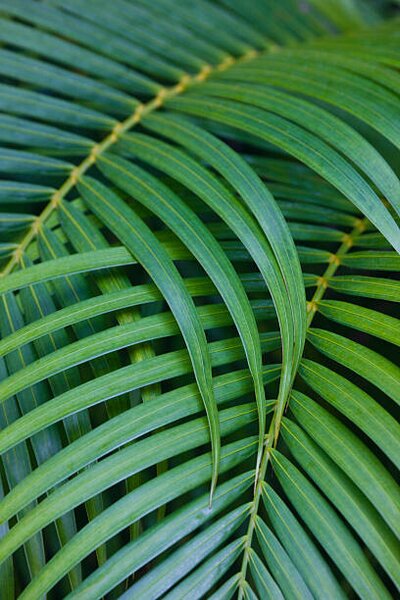 Umelecká fotografie Tropical Coconut Palm Leaves, Darrell Gulin, (26.7 x 40 cm)