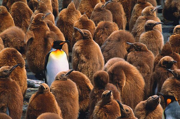 Fotografia Adult king penguin surrounded by, Art Wolfe, (40 x 26.7 cm)