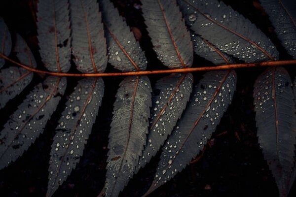Fotografia Leaf of Staghorn sumac, close-up, Westend61, (40 x 26.7 cm)
